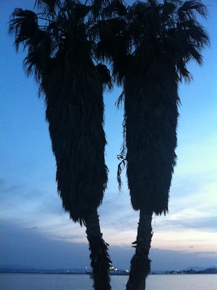 ysmf.palm.tree